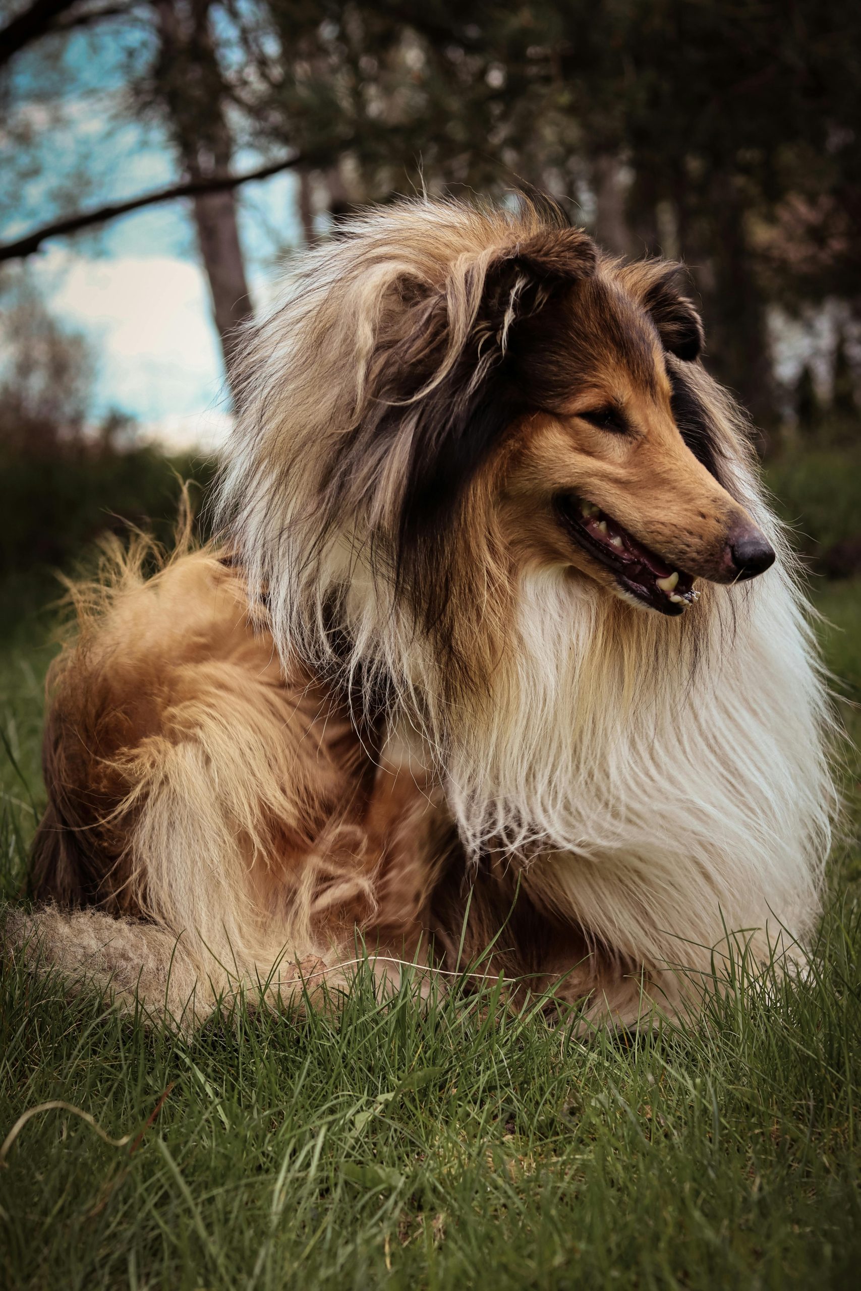 long haired dog groomed in good health