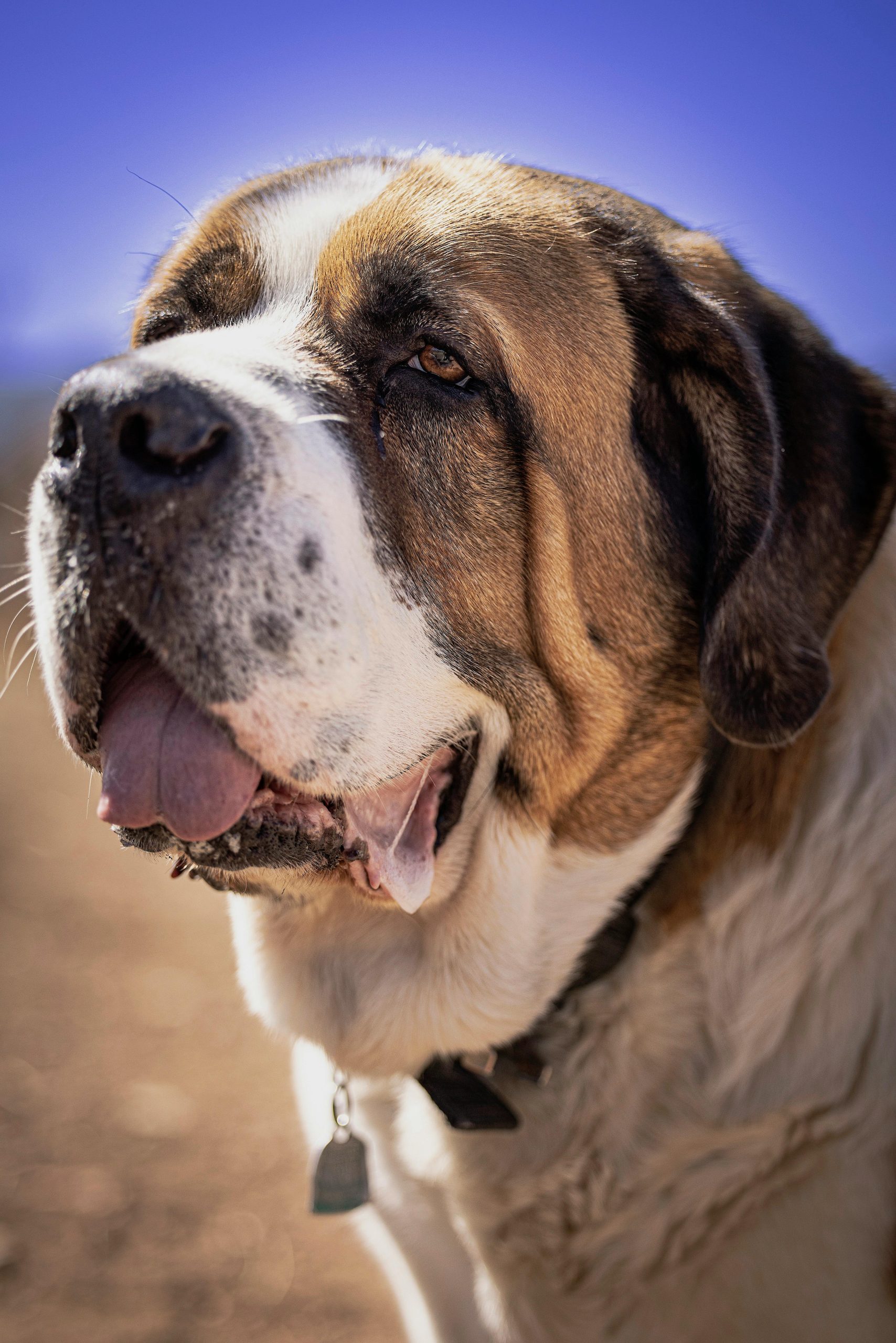 Large happy dog