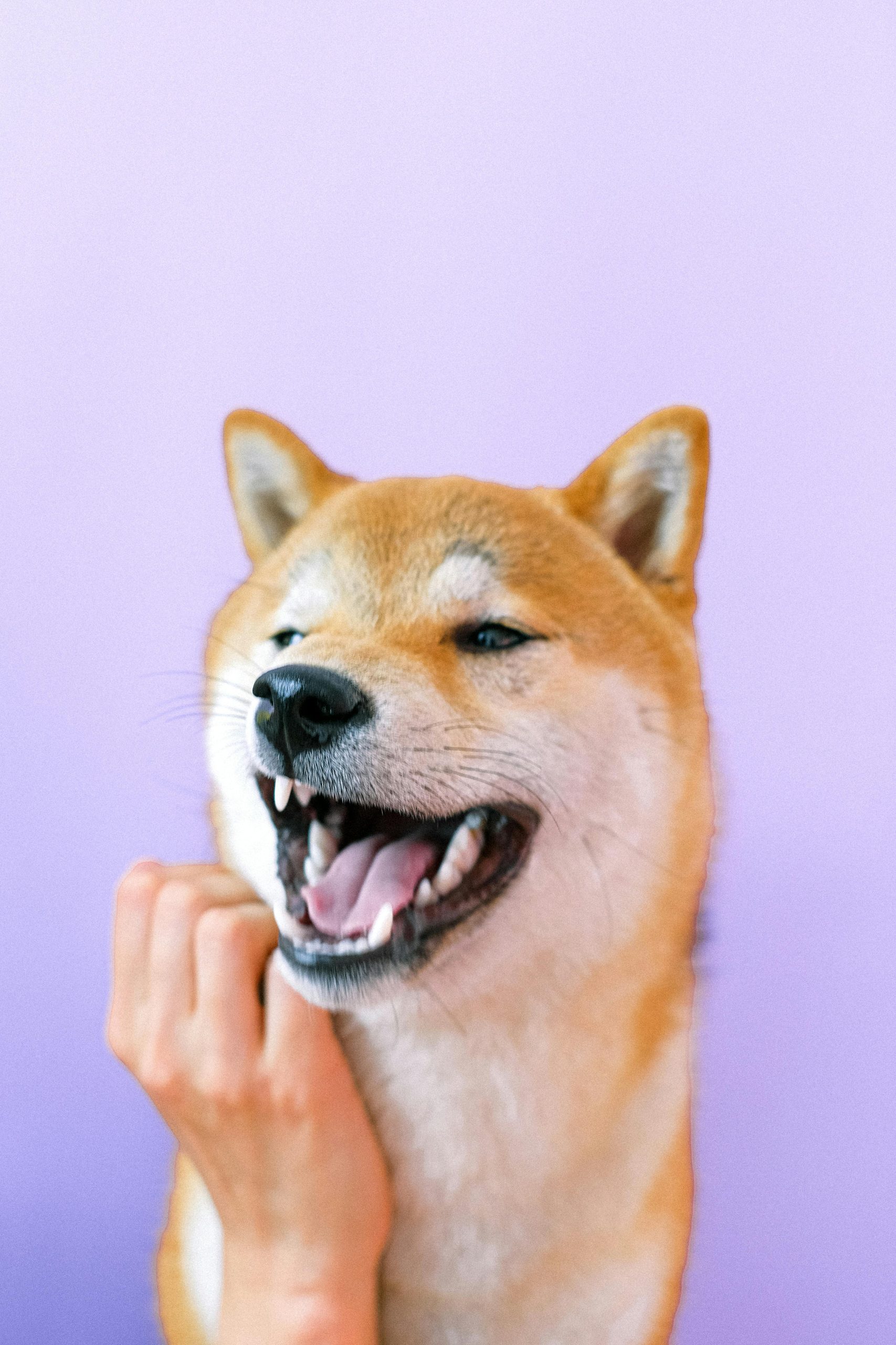 Dog smiling with clean good teeth